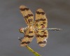 Rhyothemis graphiptera male-1590